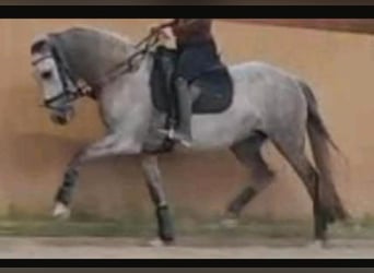 PRE Mestizo, Yegua, 7 años, 151 cm, Tordo
