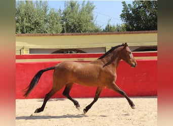 PRE, Yegua, 7 años, 154 cm, Castaño