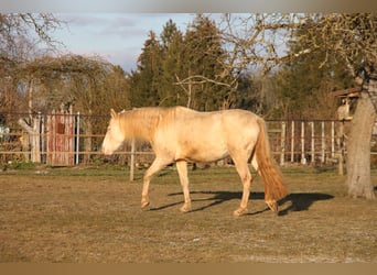 PRE, Yegua, 7 años, 155 cm, Perlino