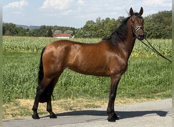 PRE, Yegua, 7 años, 160 cm, Castaño