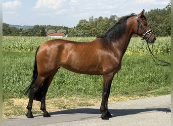 PRE, Yegua, 7 años, 160 cm, Castaño