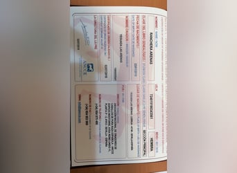 PRE, Yegua, 7 años, 160 cm, Tordo