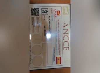 PRE, Yegua, 7 años, 160 cm, Tordo