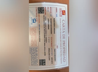 PRE, Yegua, 7 años, 160 cm, Tordo