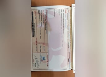 PRE, Yegua, 7 años, 160 cm, Tordo