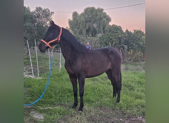 PRE Mestizo, Yegua, 7 años, 161 cm, Negro