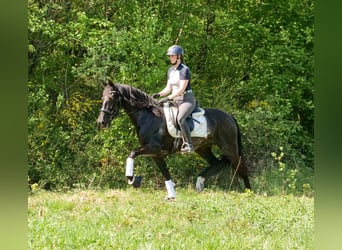 PRE Mestizo, Yegua, 7 años, 162 cm, Negro