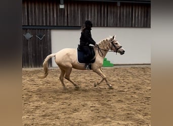 PRE Mestizo, Yegua, 7 años, 162 cm, Palomino