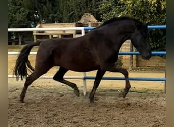 PRE Mestizo, Yegua, 7 años, 163 cm, Negro