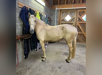 PRE Mestizo, Yegua, 7 años, 163 cm, Palomino