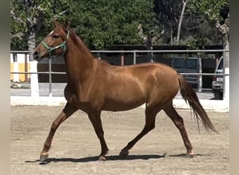 PRE, Yegua, 7 años, 164 cm, Alazán