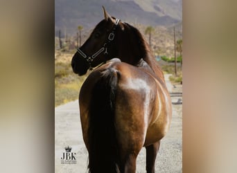 PRE, Yegua, 7 años, 164 cm, Alazán-tostado