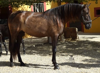 PRE, Yegua, 7 años, 164 cm, Alazán-tostado