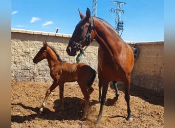 PRE Mestizo, Yegua, 7 años, 164 cm, Castaño