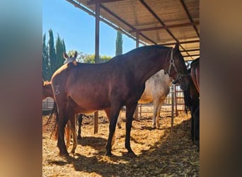 PRE Mestizo, Yegua, 7 años, 164 cm, Castaño