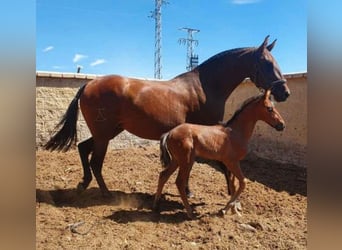 PRE Mestizo, Yegua, 7 años, 164 cm, Castaño