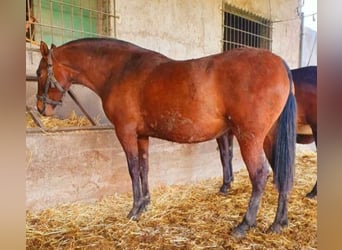 PRE, Yegua, 7 años, 164 cm, Castaño