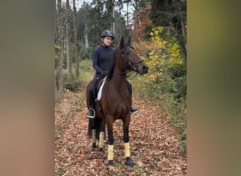 PRE, Yegua, 7 años, 164 cm, Castaño