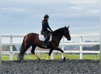 PRE, Yegua, 7 años, 164 cm, Castaño