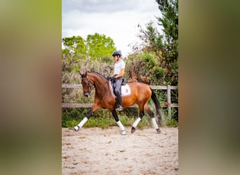 PRE, Yegua, 7 años, 165 cm, Castaño