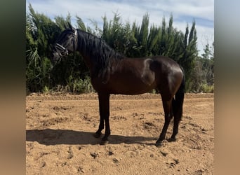 PRE, Yegua, 7 años, 165 cm, Negro