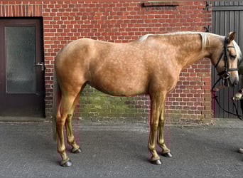 PRE Mestizo, Yegua, 7 años, 165 cm, Palomino