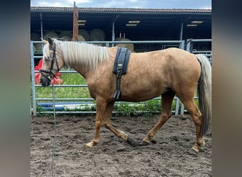PRE Mestizo, Yegua, 7 años, 165 cm, Palomino
