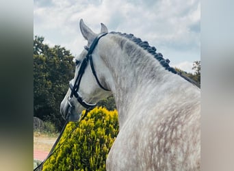 PRE Mestizo, Yegua, 7 años, 166 cm, Tordo