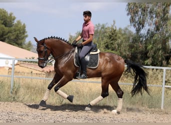 PRE Mestizo, Yegua, 7 años, 168 cm, Castaño oscuro