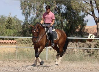 PRE Mestizo, Yegua, 7 años, 168 cm, Castaño oscuro