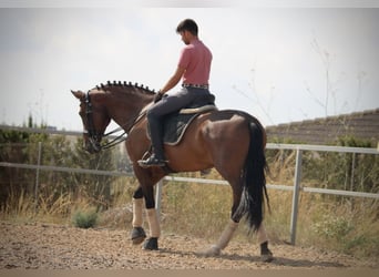 PRE Mestizo, Yegua, 7 años, 168 cm, Castaño oscuro