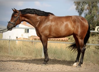 PRE Mestizo, Yegua, 7 años, 168 cm, Castaño oscuro