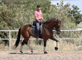 PRE Mestizo, Yegua, 7 años, 168 cm, Castaño oscuro