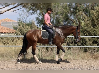 PRE Mestizo, Yegua, 7 años, 168 cm, Castaño oscuro