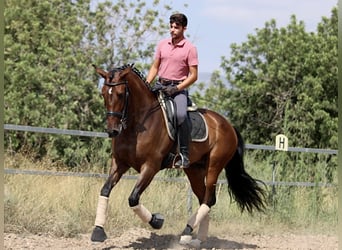 PRE Mestizo, Yegua, 7 años, 168 cm, Castaño oscuro