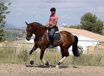 PRE Mestizo, Yegua, 7 años, 168 cm, Castaño oscuro