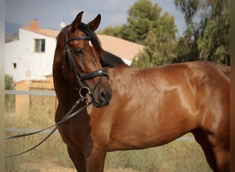 PRE Mestizo, Yegua, 7 años, 168 cm, Castaño oscuro