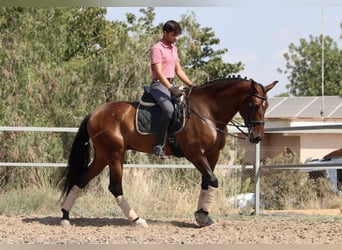 PRE Mestizo, Yegua, 7 años, 168 cm, Castaño oscuro