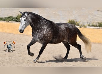 PRE Mestizo, Yegua, 7 años, 168 cm, Tordo