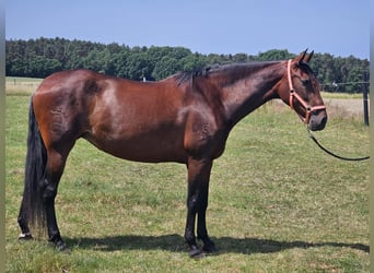 PRE Mestizo, Yegua, 7 años, 169 cm, Castaño
