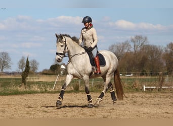 PRE, Yegua, 7 años, 170 cm, Tordo