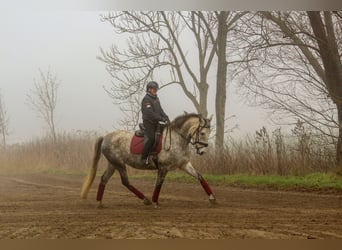 PRE Mestizo, Yegua, 7 años, 170 cm, Tordo