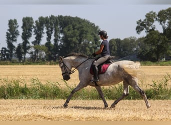 PRE, Yegua, 7 años, 170 cm, Tordo