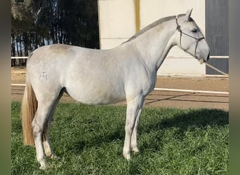 PRE Mestizo, Yegua, 7 años, 171 cm, Tordo