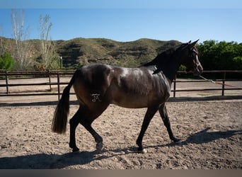 PRE, Yegua, 7 años, Castaño