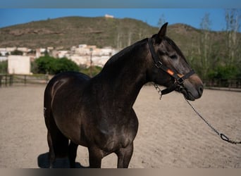 PRE, Yegua, 7 años, Castaño