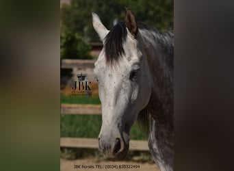 PRE Mestizo, Yegua, 7 años, Tordo