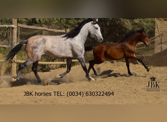 PRE Mestizo, Yegua, 7 años, Tordo