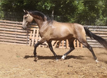 PRE Mestizo, Yegua, 8 años, 156 cm, Bayo