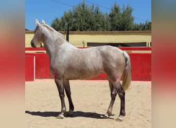 PRE Mestizo, Yegua, 8 años, 157 cm, Tordo